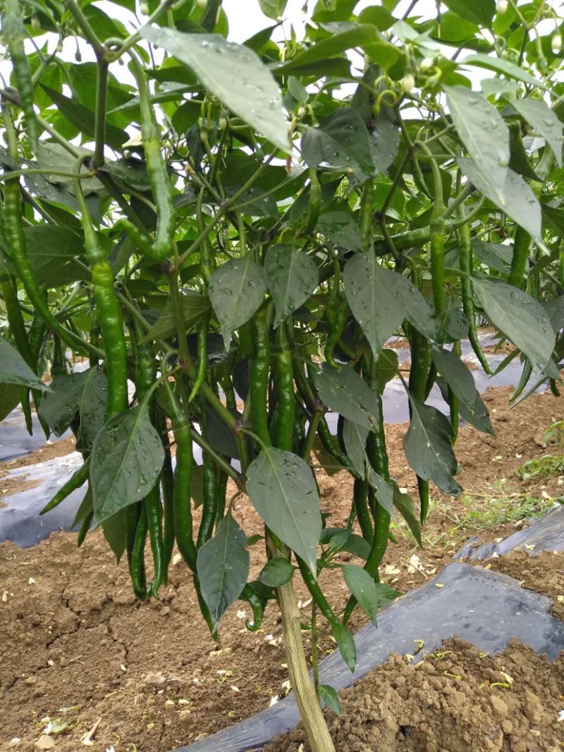 新鲜线椒，青色，厚皮辣椒供应，产量每天五吨