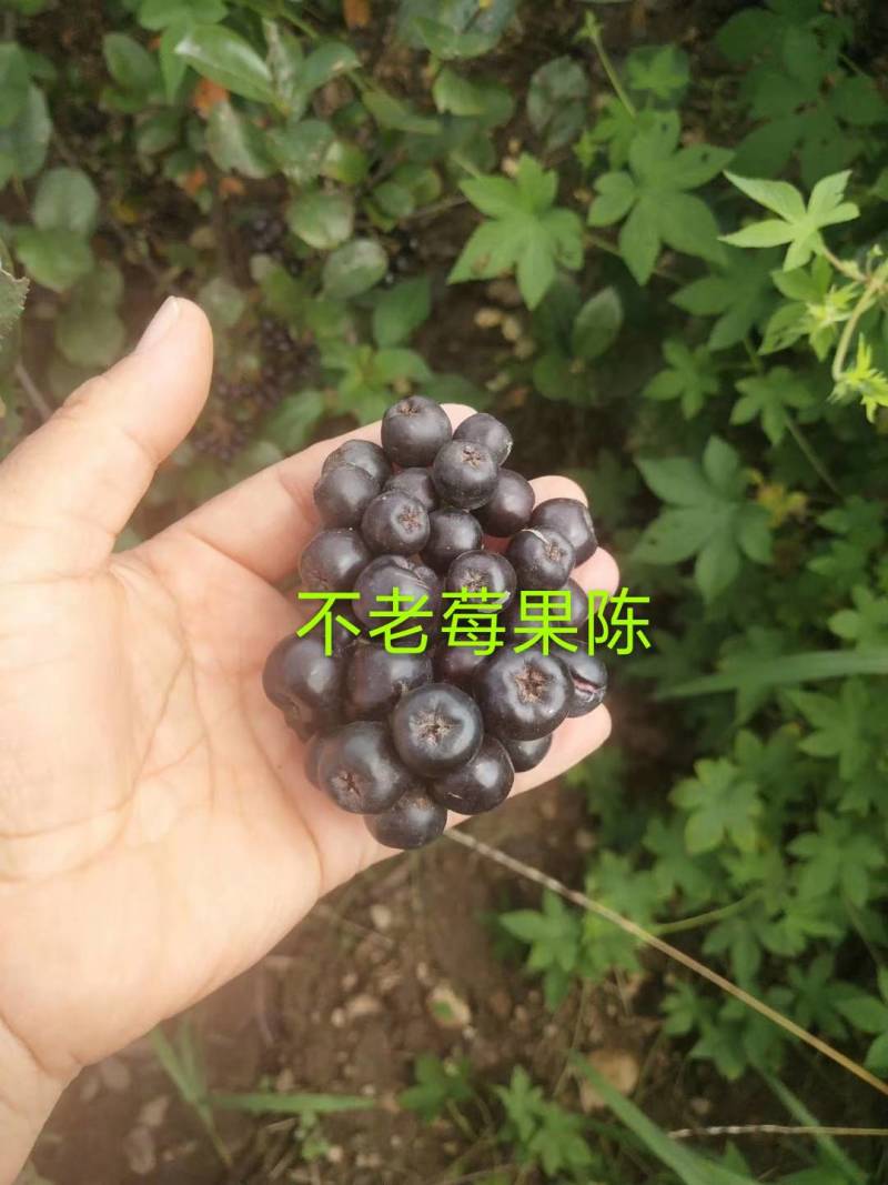 【苗场直发】精品不老莓苗全国批发五年生大苗当年栽苗当年挂果