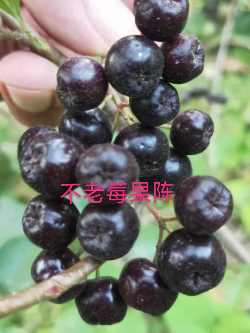 【苗场直发】精品不老莓苗全国批发五年生大苗当年栽苗当年挂果