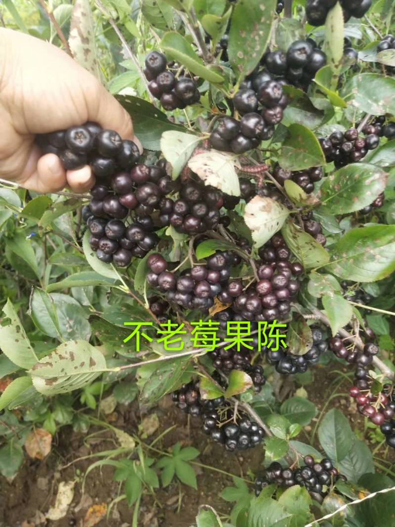 【苗场直发】精品不老莓苗全国批发五年生大苗当年栽苗当年挂果