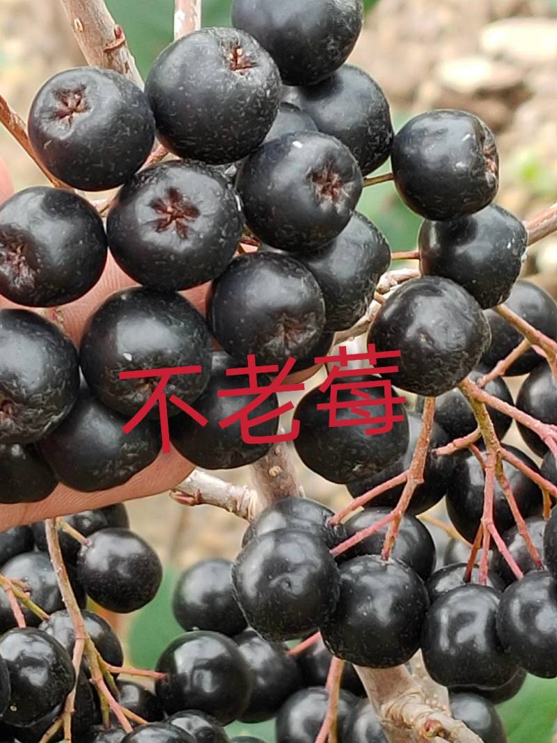 【苗场直发】精品不老莓苗全国批发五年生大苗当年栽苗当年挂果