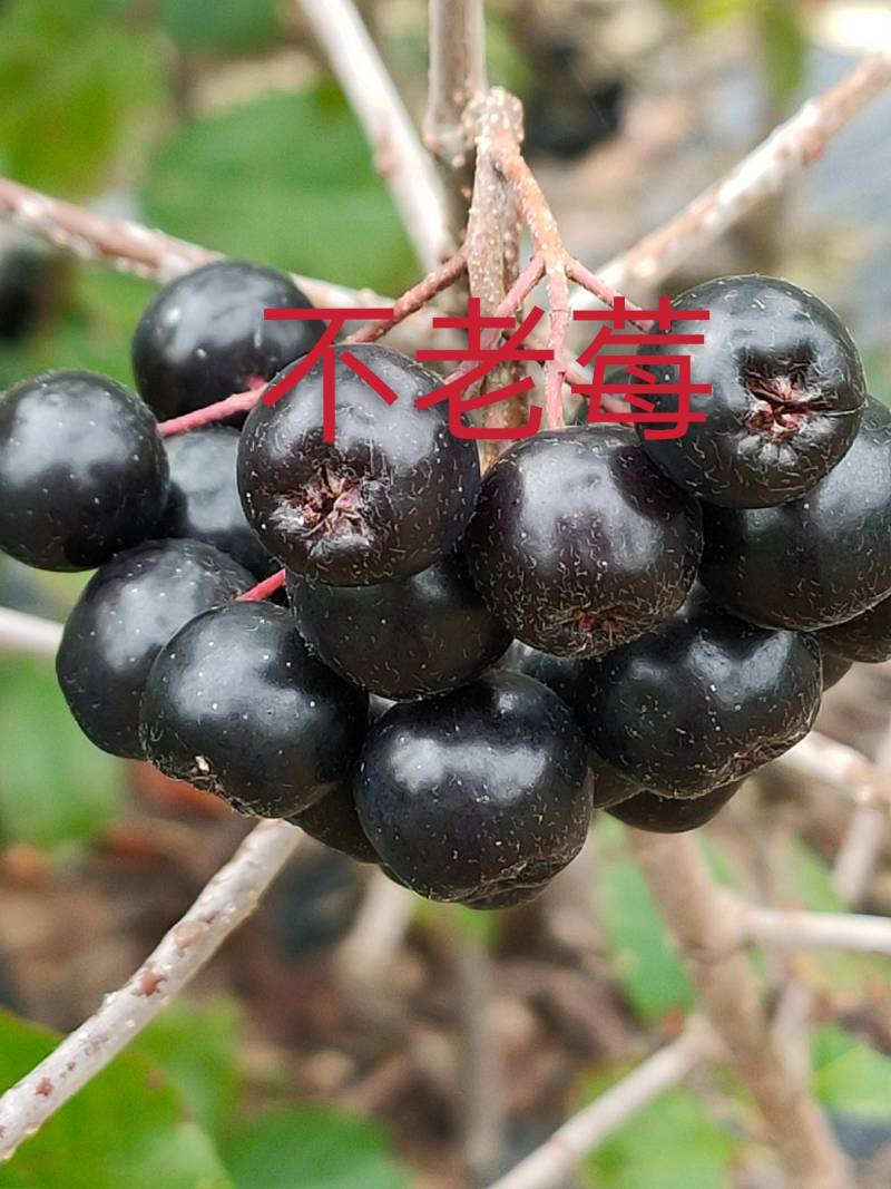 【苗场直发】精品不老莓苗全国批发五年生大苗当年栽苗当年挂果