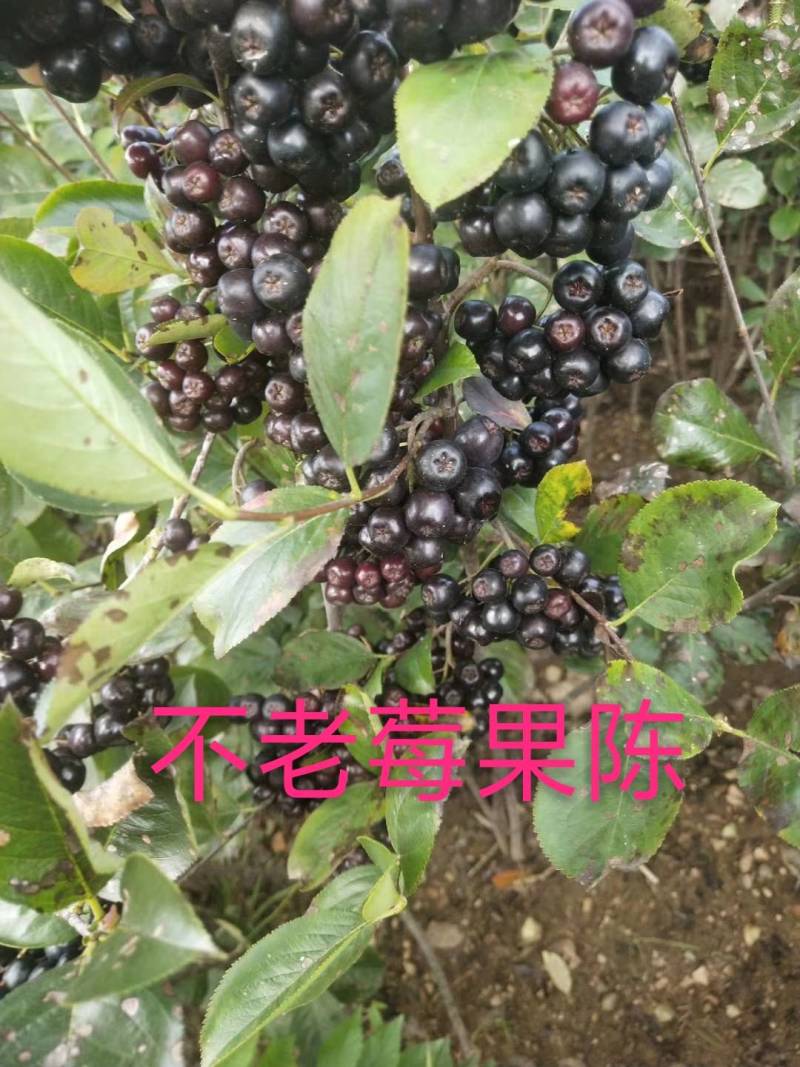 【苗场直发】精品不老莓苗全国批发五年生大苗当年栽苗当年挂果