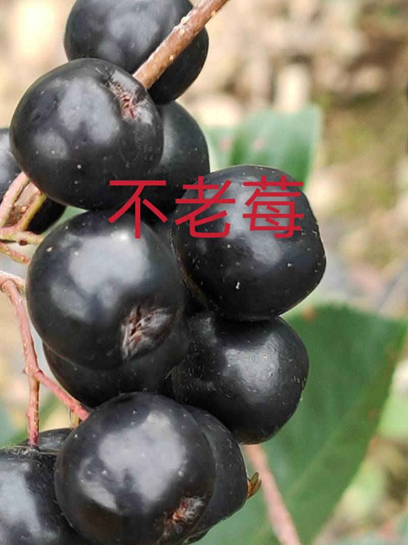 【苗场直发】精品不老莓苗全国批发五年生大苗当年栽苗当年挂果