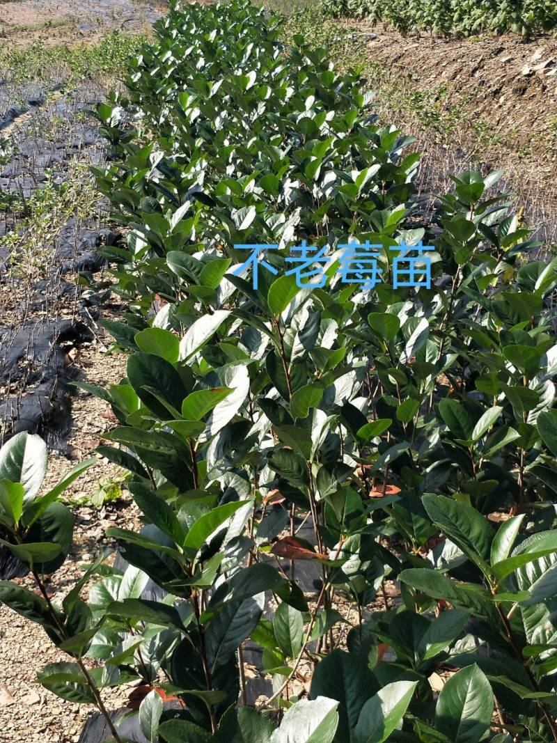 【苗场直发】精品不老莓苗全国批发五年生大苗当年栽苗当年挂果