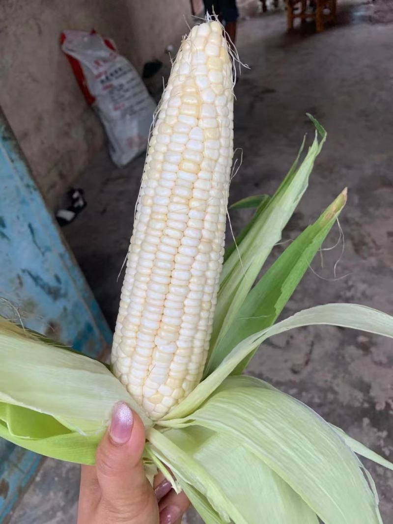 糯玉米