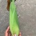 糯玉米