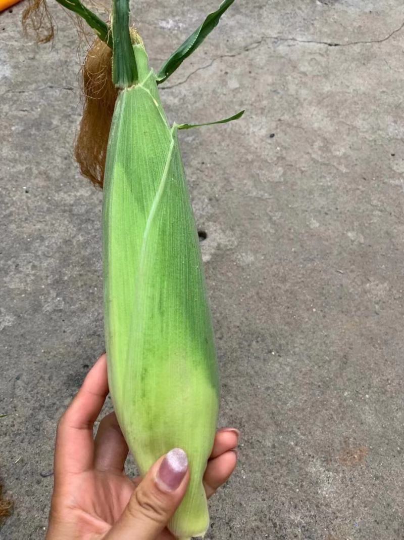 糯玉米