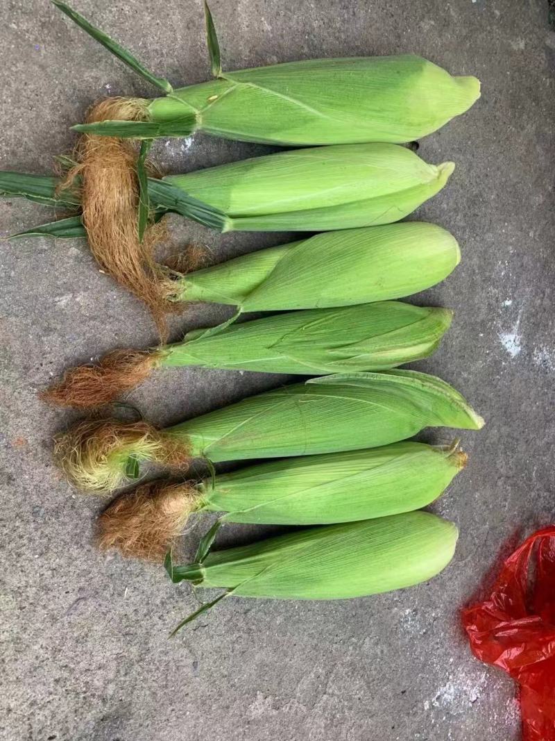 糯玉米