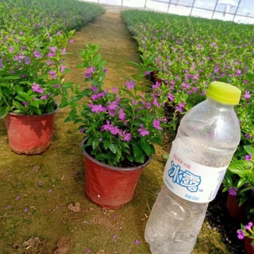 满天星批发基地金叶满天星种植供应100万盆