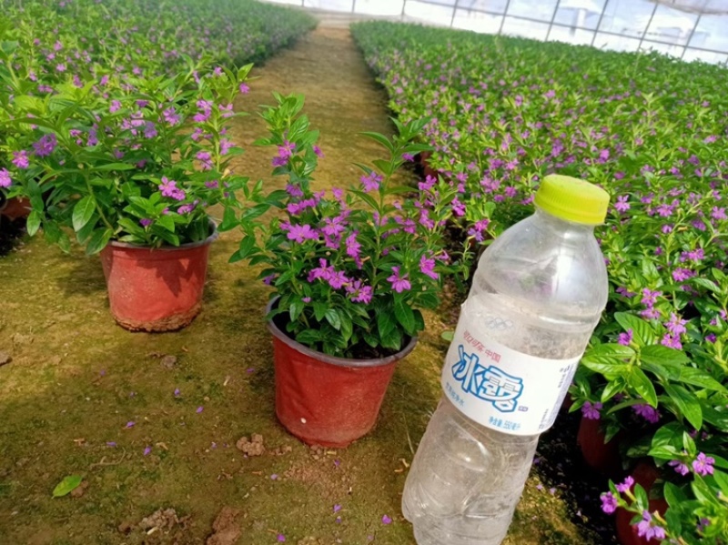 满天星批发基地金叶满天星种植供应100万盆