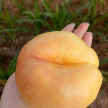 黄油潘