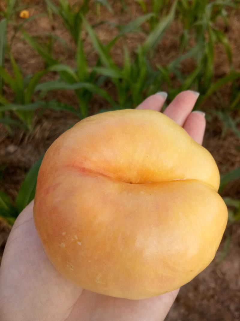 黄油潘