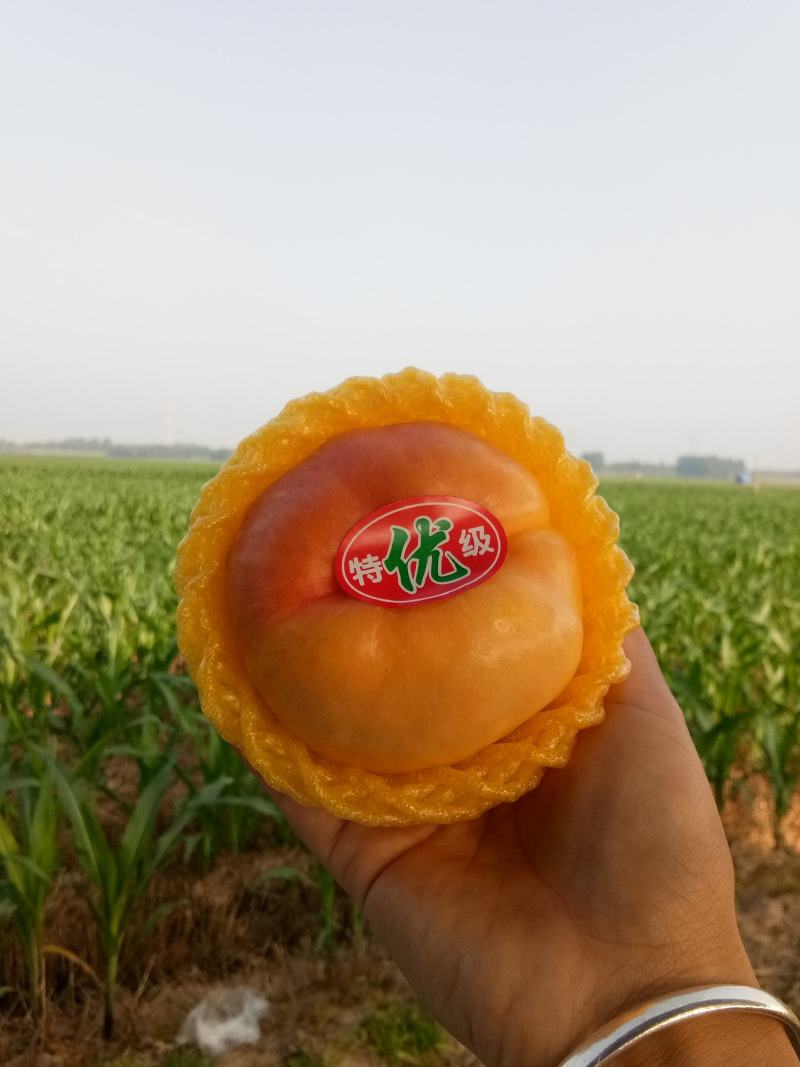 黄油潘