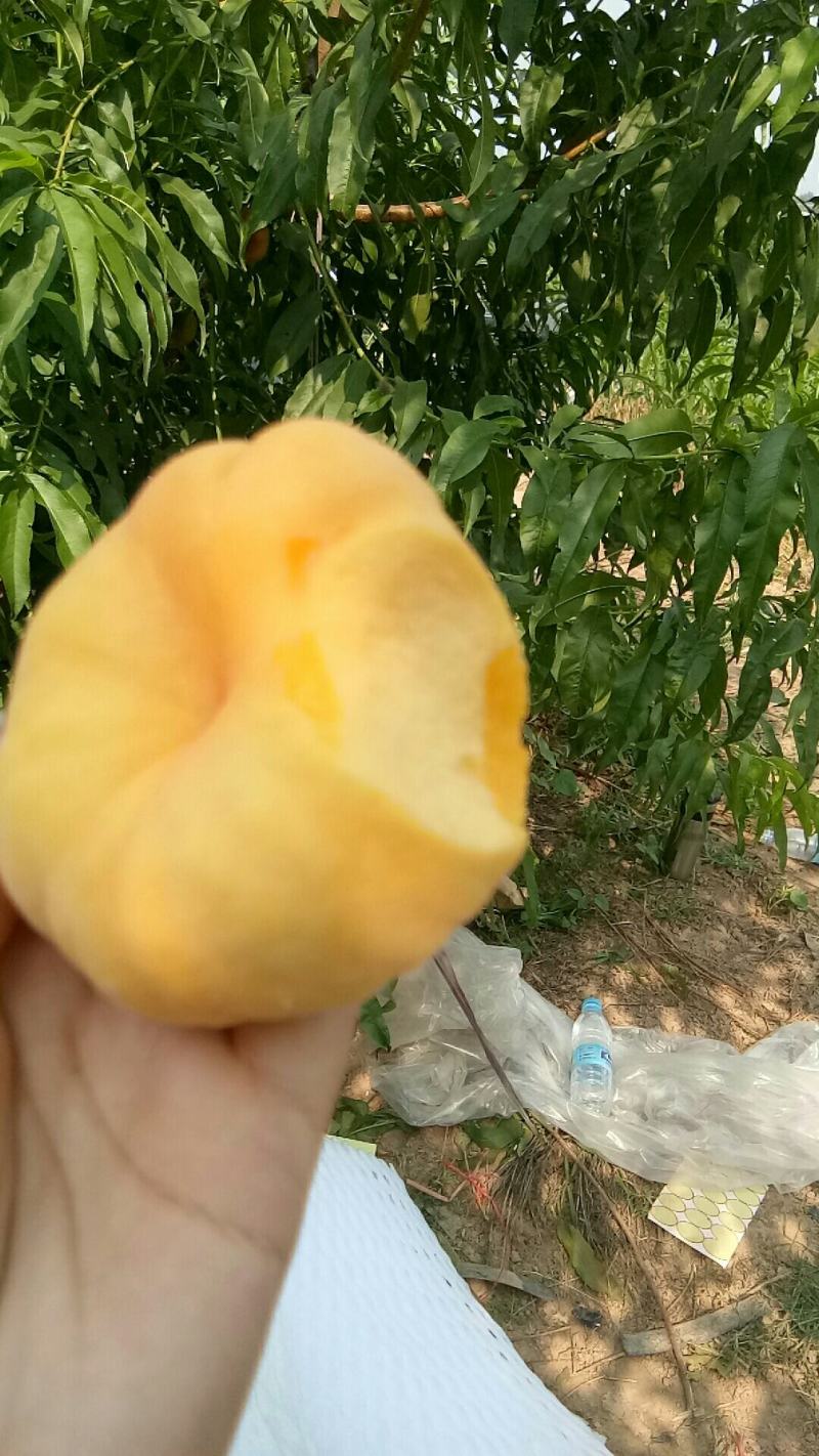 黄油潘