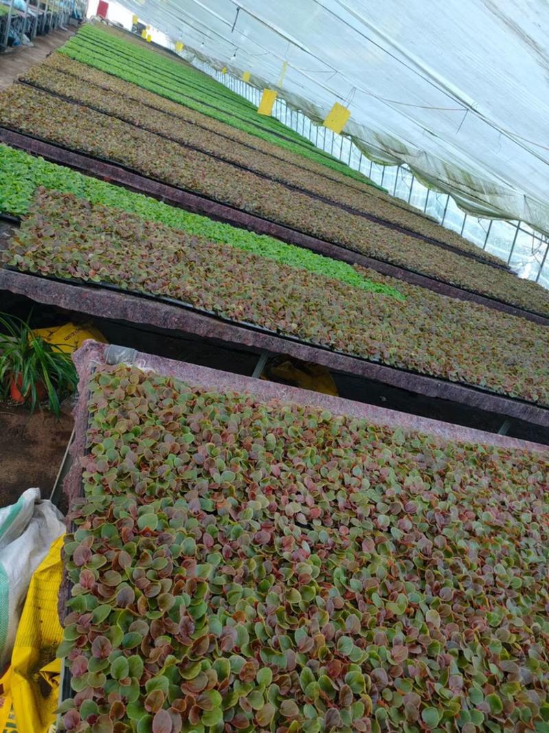 四季海棠穴盘苗，批发基地，多种颜色，大量供应