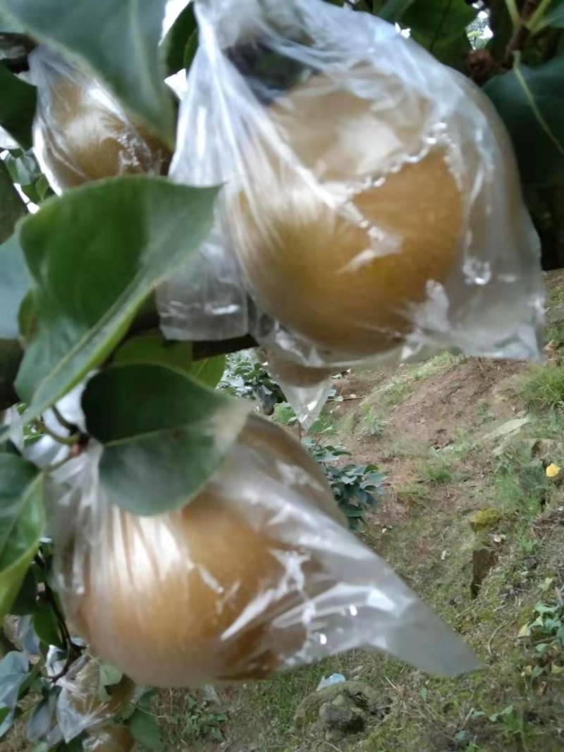黄花梨大量上市，味道果型好，皮薄肉厚，核小，细纱，脆甜