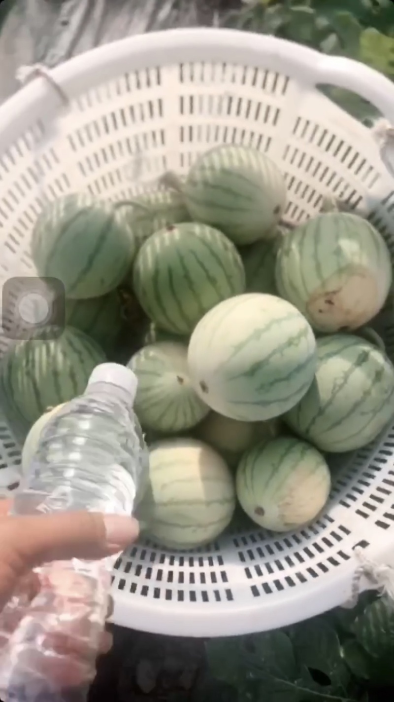 帅童无籽麒麟西瓜