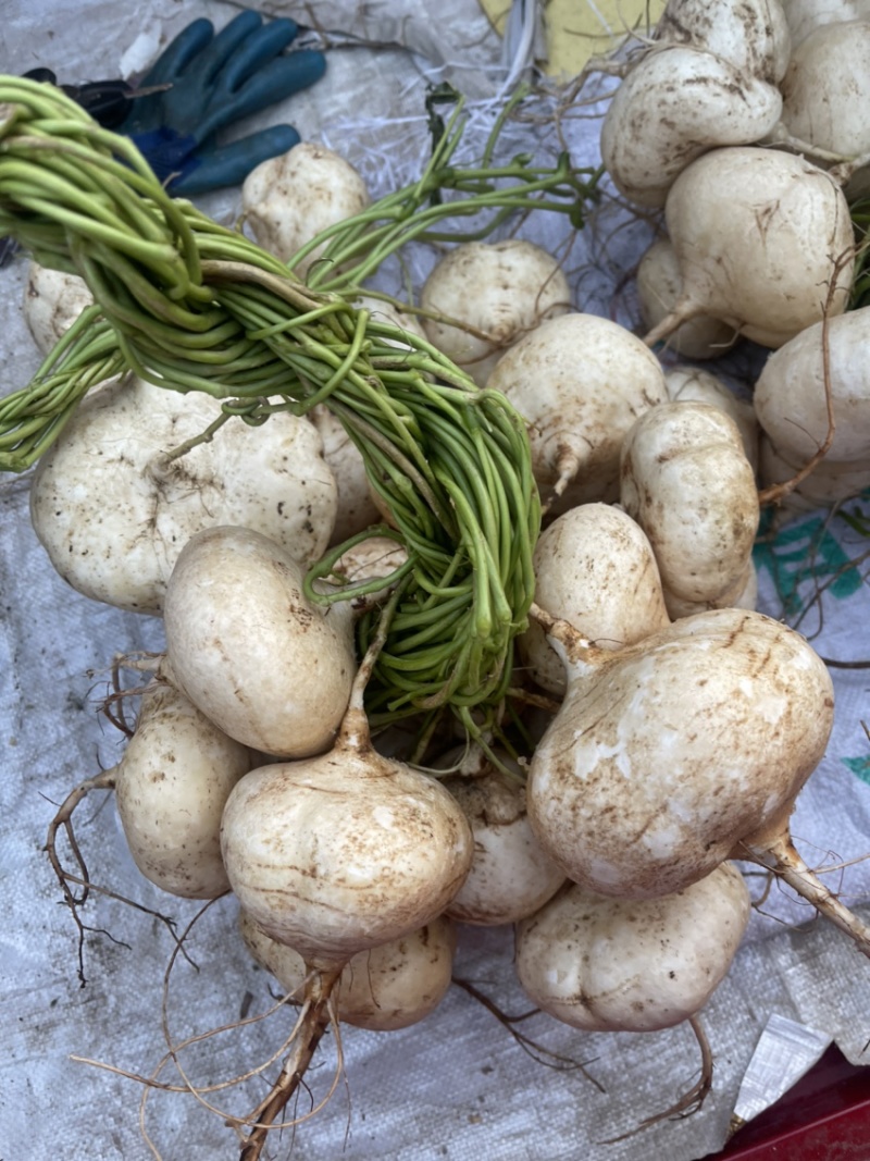 豆薯