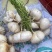豆薯