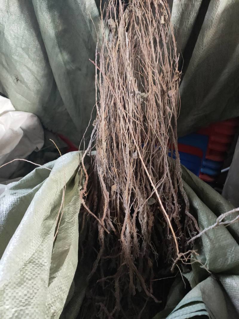 【精品推荐】农大红钙果苗当年栽苗第二年挂果产量高包成活