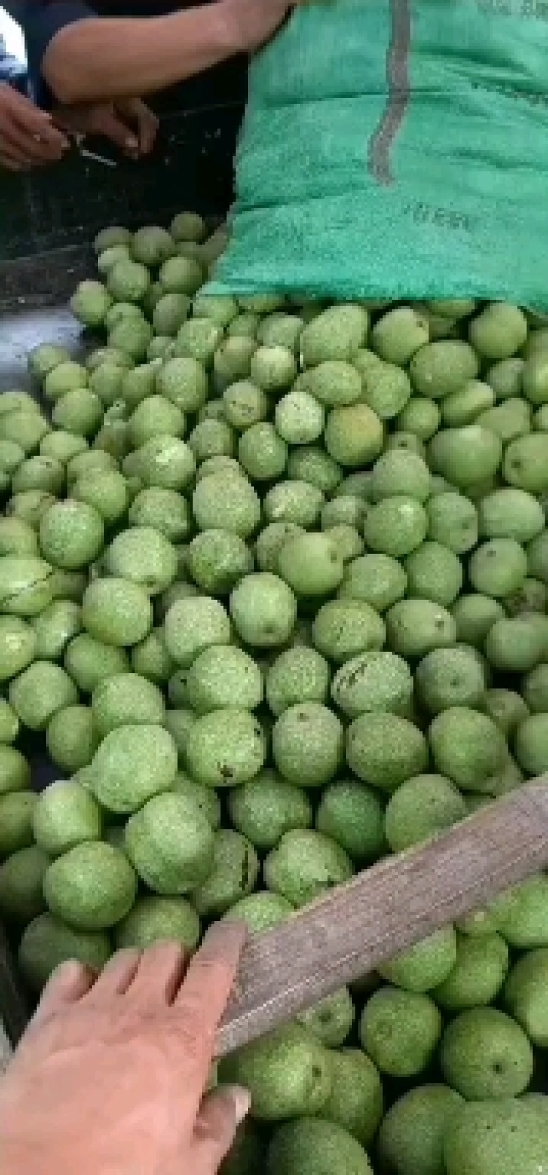 大量以上青皮核桃规格45以上可以代加工去青皮湿核桃