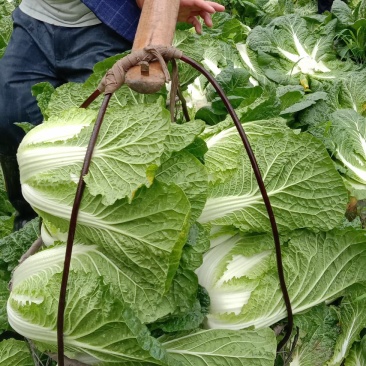 大白菜，利川高山蔬菜上市，白菜包菜，四季豆辣椒陆续上市