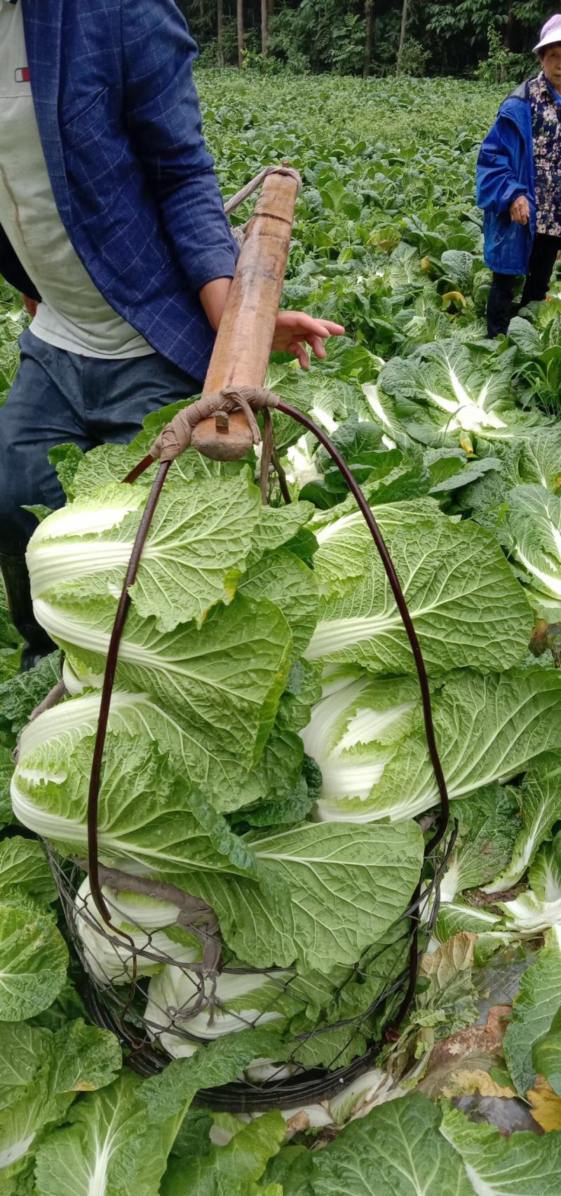 大白菜，利川高山蔬菜上市，白菜包菜，四季豆辣椒陆续上市