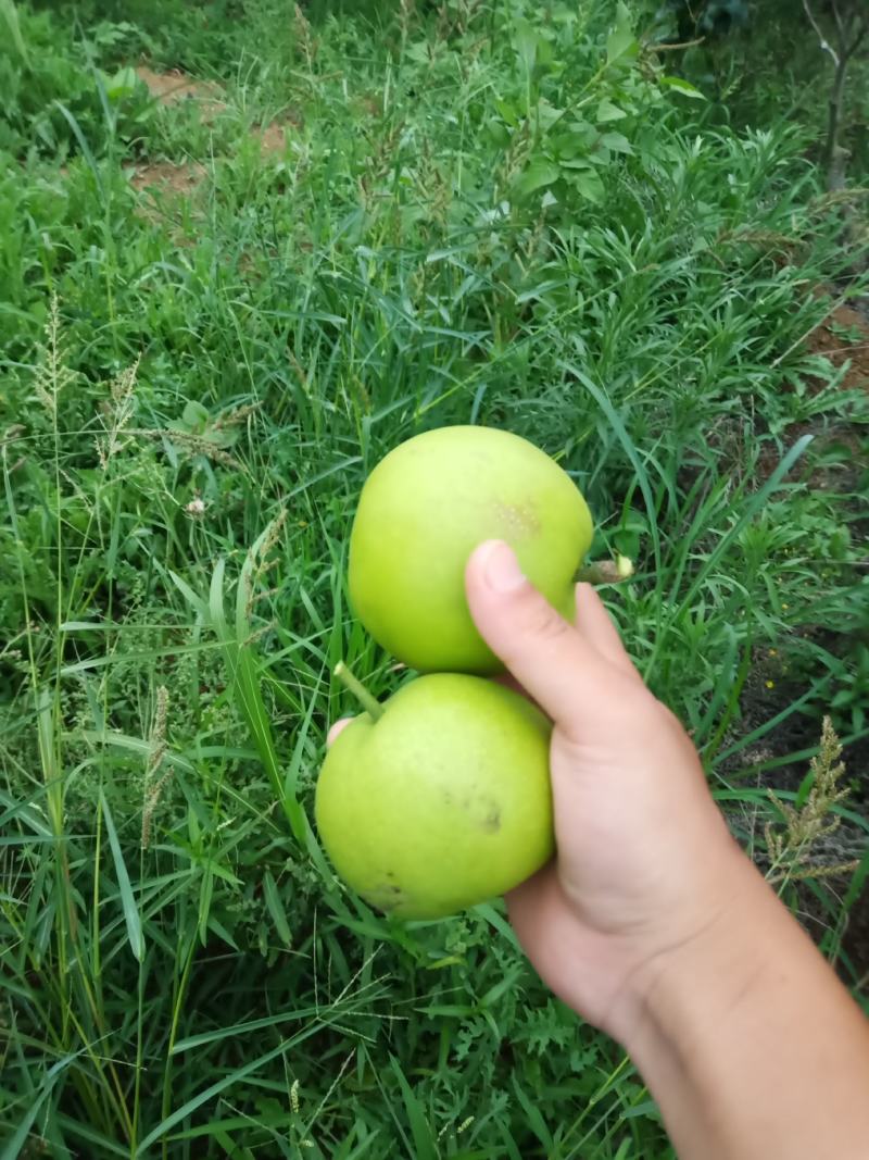 水果，翠冠梨，个头大，水分足，化渣，口感好。