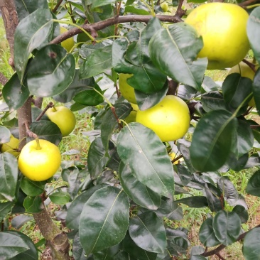 水果，翠冠梨，个头大，水分足，化渣，口感好。