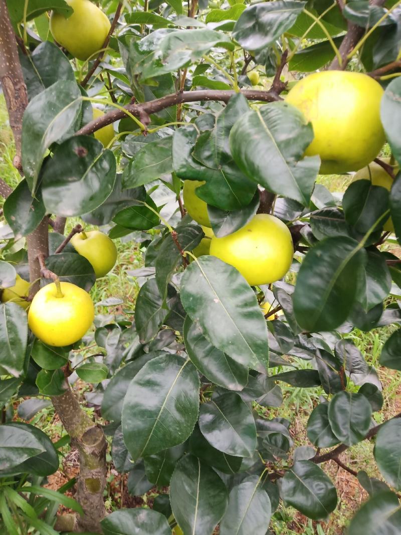 水果，翠冠梨，个头大，水分足，化渣，口感好。