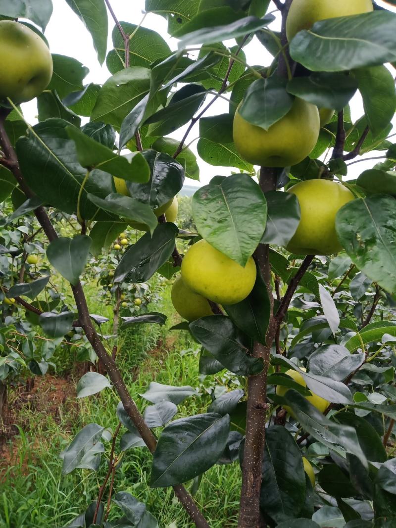 水果，翠冠梨，个头大，水分足，化渣，口感好。