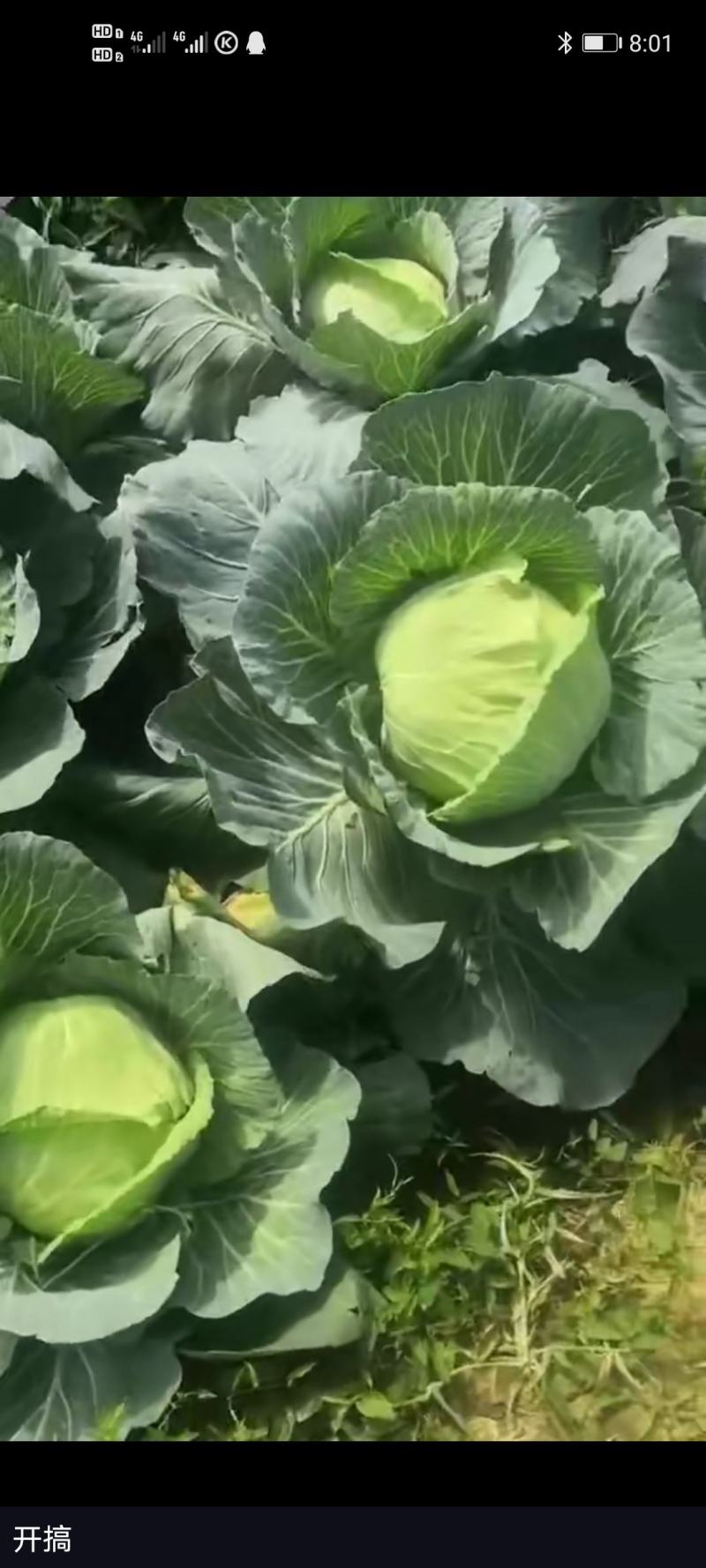 大白菜，利川高山蔬菜上市，白菜包菜，四季豆辣椒陆续上市