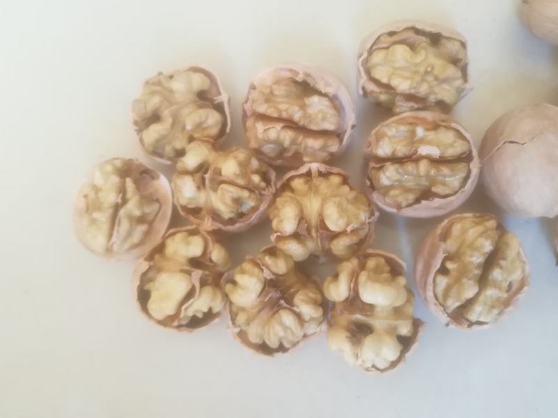 大量以上青皮核桃规格45以上可以代加工去青皮湿核桃