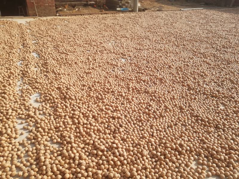 大量以上青皮核桃规格45以上可以代加工去青皮湿核桃