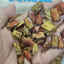 昆虫。蜂蛹。看上的找我私聊。