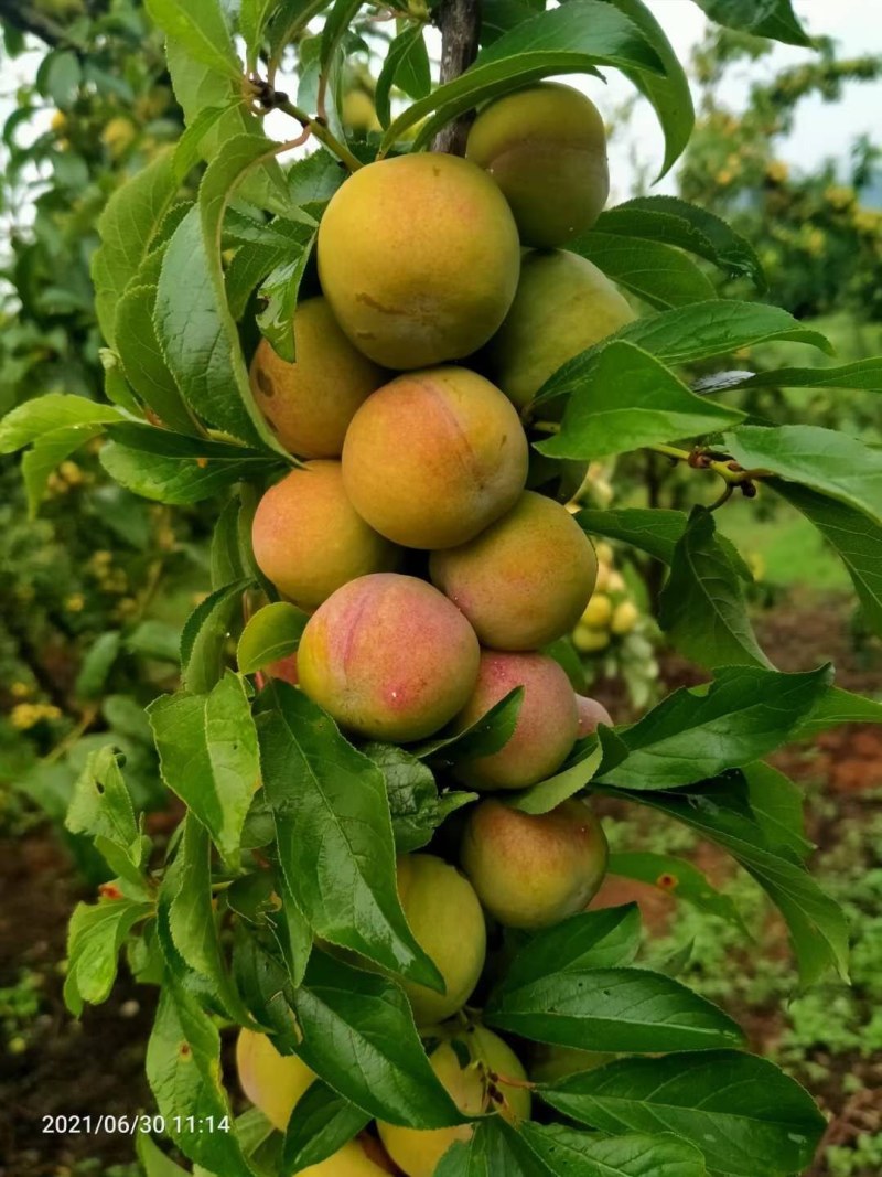 香脆李大量上市