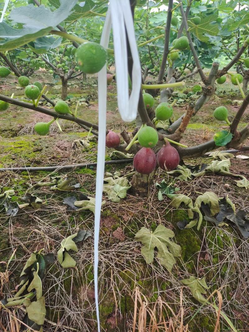 自家基地仁寿县自产自销波姬红无花果