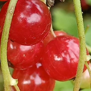 批发红加仑苗，当年栽苗当年挂果，产量高品种纯正果个大品种