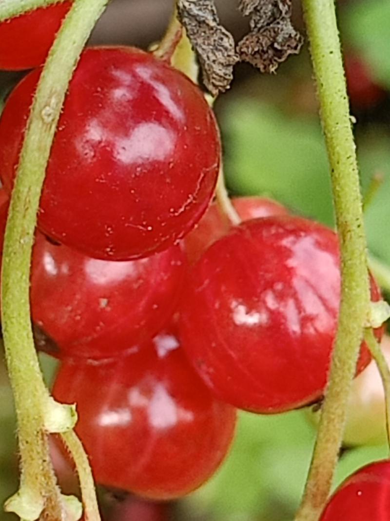 批发红加仑苗，当年栽苗当年挂果，产量高品种纯正果个大品种