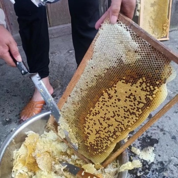 土蜂蜜销售