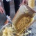土蜂蜜销售