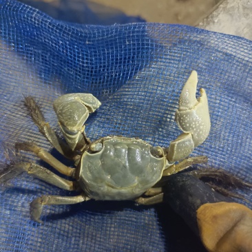 螃蜞鬼头蟹发财蟹等