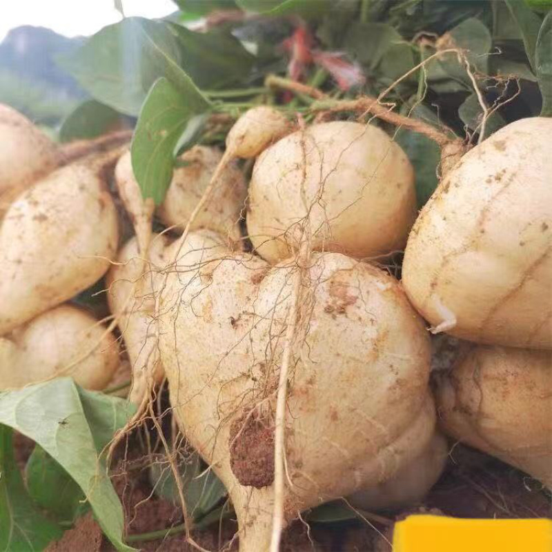 豆薯，凉薯，国薯
