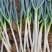 自家种植日本钢葱大量上市，欢迎选购，价格合理量大从优商超