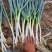 自家种植日本钢葱大量上市，欢迎选购，价格合理量大从优商超