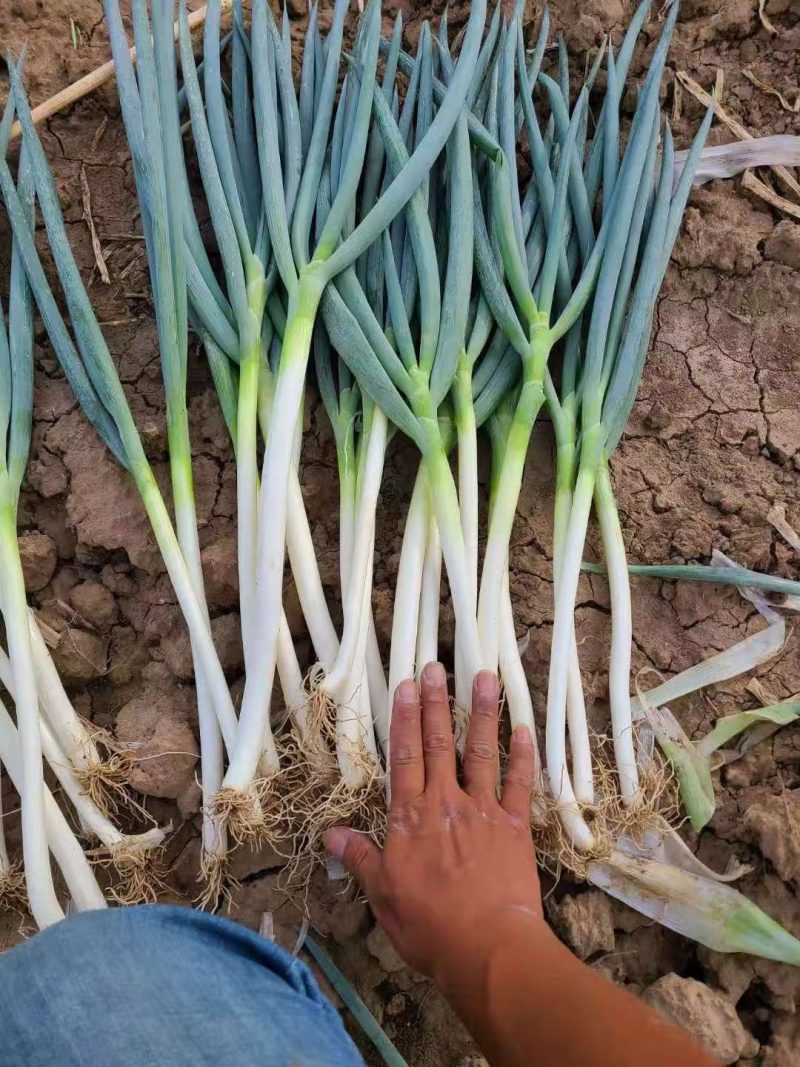 自家种植日本钢葱大量上市，欢迎选购，价格合理量大从优商超