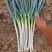 自家种植日本钢葱大量上市，欢迎选购，价格合理量大从优商超