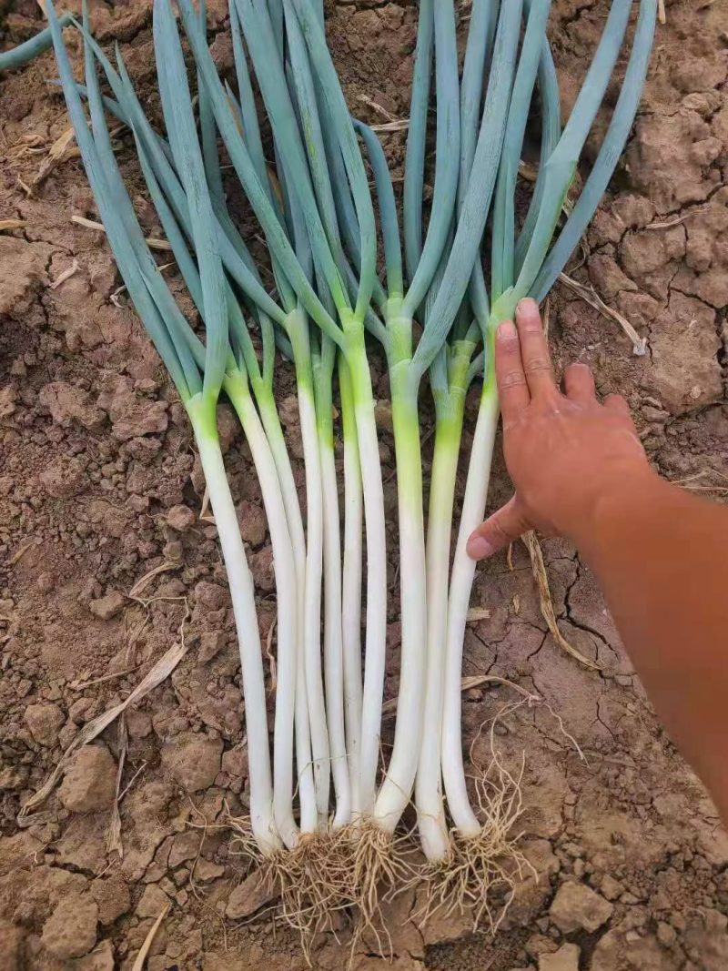 自家种植日本钢葱大量上市，欢迎选购，价格合理量大从优商超