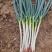 自家种植日本钢葱大量上市，欢迎选购，价格合理量大从优商超